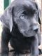 Labrador Retriever Puppies for sale in Houston, TX, USA. price: $1,500