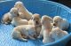 Labrador Retriever Puppies for sale in Livingston, NJ 07039, USA. price: NA