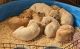 Labrador Retriever Puppies for sale in Sturgeon Bay, WI 54235, USA. price: $600