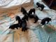 Labrador Retriever Puppies for sale in Ephrata, PA 17522, USA. price: $85