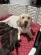 Labrador Retriever Puppies for sale in Hope Mills, NC, USA. price: $1,750