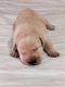 Labrador Retriever Puppies for sale in Clinton, NC 28328, USA. price: $550