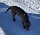 Labrador Retriever Puppies for sale in Marinette, WI 54143, USA. price: $600