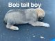 Labrador Retriever Puppies for sale in Soddy-Daisy, TN, USA. price: $100