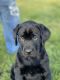Labrador Retriever Puppies for sale in Birch Run, Michigan. price: $700