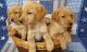 Labrador Retriever Puppies for sale in Aurora, Colorado. price: $650