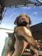 Labrador Retriever Puppies for sale in Ocala, Florida. price: $1,500