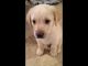 Labrador Retriever Puppies for sale in Fishkill, New York. price: $1,000