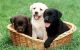Labrador Retriever Puppies for sale in New York, New York. price: $400