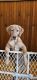 Labrador Retriever Puppies for sale in Duluth, Minnesota. price: $1,500