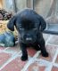 Labrador Retriever Puppies for sale in Kings Mountain, North Carolina. price: $600