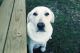 Labrador Retriever Puppies for sale in 10164 S 17 Rd, Cadillac, MI 49601, USA. price: NA