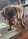Labrador Retriever Puppies for sale in Viroqua, Wisconsin. price: $800