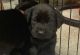 Labrador Retriever Puppies for sale in New York City, New York. price: $500
