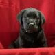 Labrador Retriever Puppies for sale in Charlotte, Michigan. price: $1,500