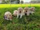 Labrador Retriever Puppies for sale in Alva, Florida. price: $1,000