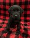 Labrador Retriever Puppies for sale in Manchester, Michigan. price: $1,000