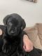 Labrador Retriever Puppies for sale in Hesperia, California. price: $700