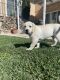 Labrador Retriever Puppies for sale in San Clemente, California. price: $70,000