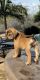 Labrador Retriever Puppies for sale in Riverside, California. price: $600