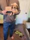 Labrador Retriever Puppies for sale in St. Augustine, Florida. price: $500