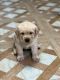 Labrador Retriever Puppies for sale in Chennai, Tamil Nadu. price: 6,000 INR