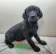 Labrador Retriever Puppies for sale in Cato, NY 13033, USA. price: $300
