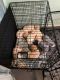 Labrador Retriever Puppies for sale in Glendale, Arizona. price: $500