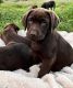 Labrador Retriever Puppies for sale in East Hemet, California. price: NA