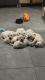 Labrador Retriever Puppies for sale in Miami, Florida. price: $1,800