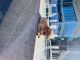 Labrador Retriever Puppies for sale in Charlotte, North Carolina. price: $1,000