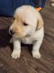 Labrador Retriever Puppies for sale in Lyles, Tennessee. price: $500