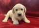 Labrador Retriever Puppies for sale in Fenton, Michigan. price: $350