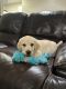Labrador Retriever Puppies for sale in Irving, Texas. price: $700