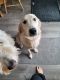 Labrador Retriever Puppies for sale in Hartford, Wisconsin. price: $2,500