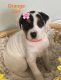 Labrador Retriever Puppies for sale in Plano, Texas. price: $300
