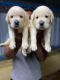 Labrador Retriever Puppies for sale in Chennai, Tamil Nadu. price: 7,000 INR