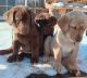 Labrador Retriever Puppies for sale in Watertown, New York. price: $900