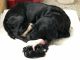 Labrador Retriever Puppies for sale in Murfreesboro, Tennessee. price: $1,800