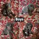 Labrador Retriever Puppies for sale in Fresno, California. price: $500