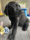 Labrador Retriever Puppies for sale in San Diego, California. price: NA