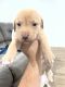 Labrador Retriever Puppies for sale in Dallas, Texas. price: $250