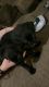 Labrador Retriever Puppies for sale in Montrose, Colorado. price: $450