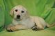 Labrador Retriever Puppies for sale in Rockwell, North Carolina. price: $600
