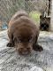 Labrador Retriever Puppies for sale in Stanford, Kentucky. price: $400
