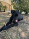 Labrador Retriever Puppies for sale in Lakewood Ranch, FL 34202, USA. price: NA