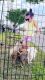 Labrador Retriever Puppies for sale in Lumberton, Texas. price: $100