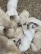 Labrador Retriever Puppies for sale in West, Texas. price: NA