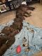 Labrador Retriever Puppies for sale in Mason City, Iowa. price: $750
