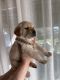 Labrador Retriever Puppies for sale in Chatsworth, California. price: $500